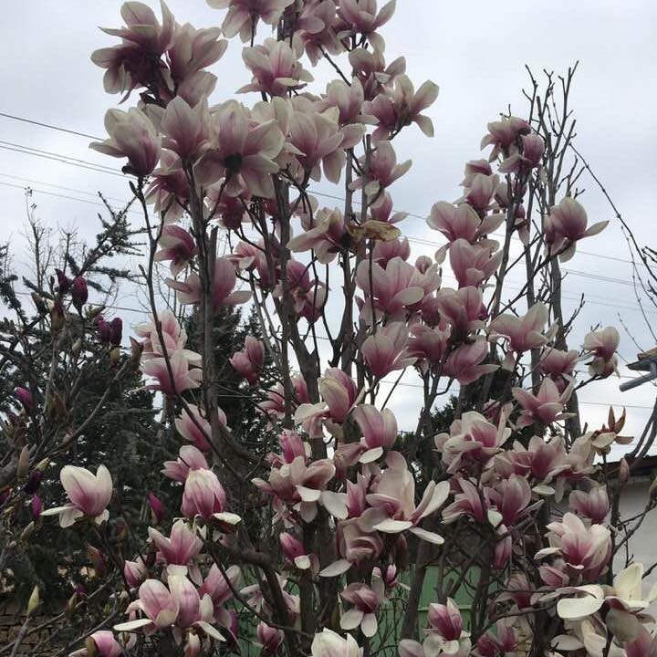 Флокс 2011 ООД